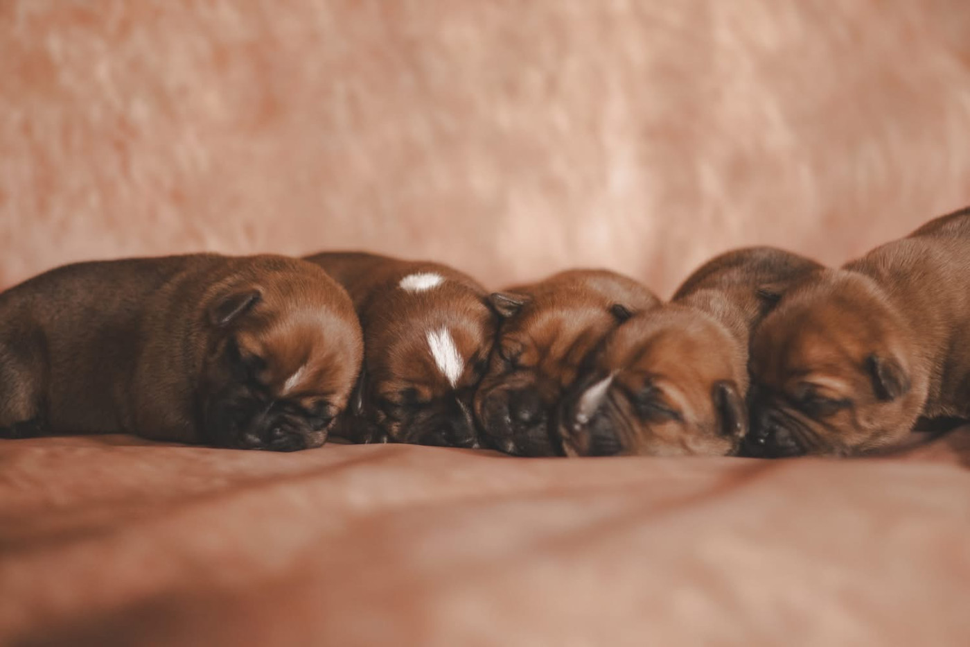 Chiot Staffordshire Bull Terrier de los aguilas de fuego