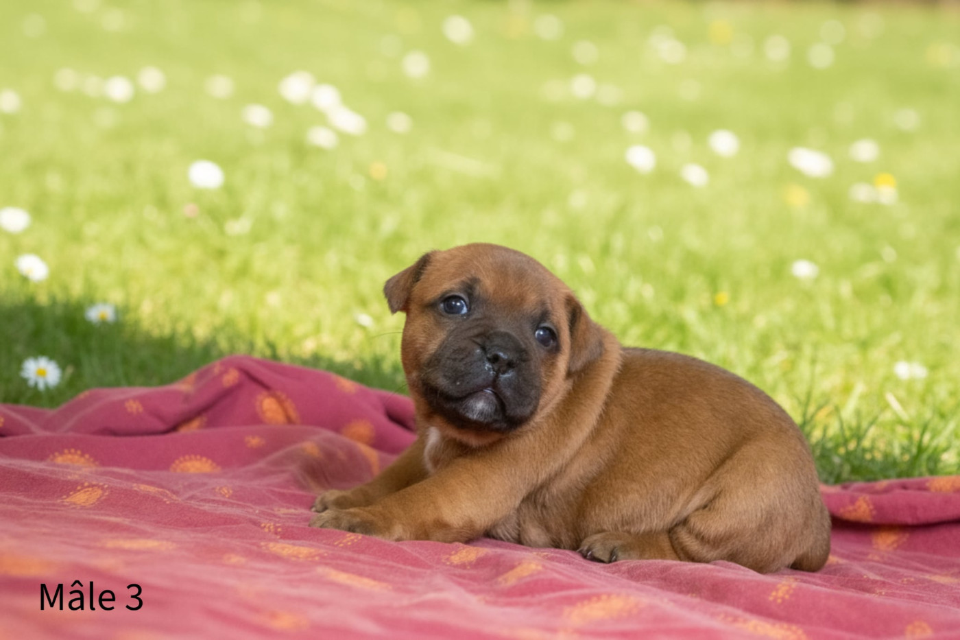 de los aguilas de fuego - Chiots disponibles - Staffordshire Bull Terrier