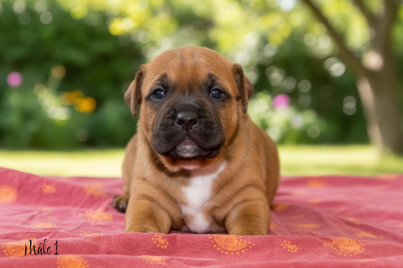 de los aguilas de fuego - Chiots disponibles - Staffordshire Bull Terrier