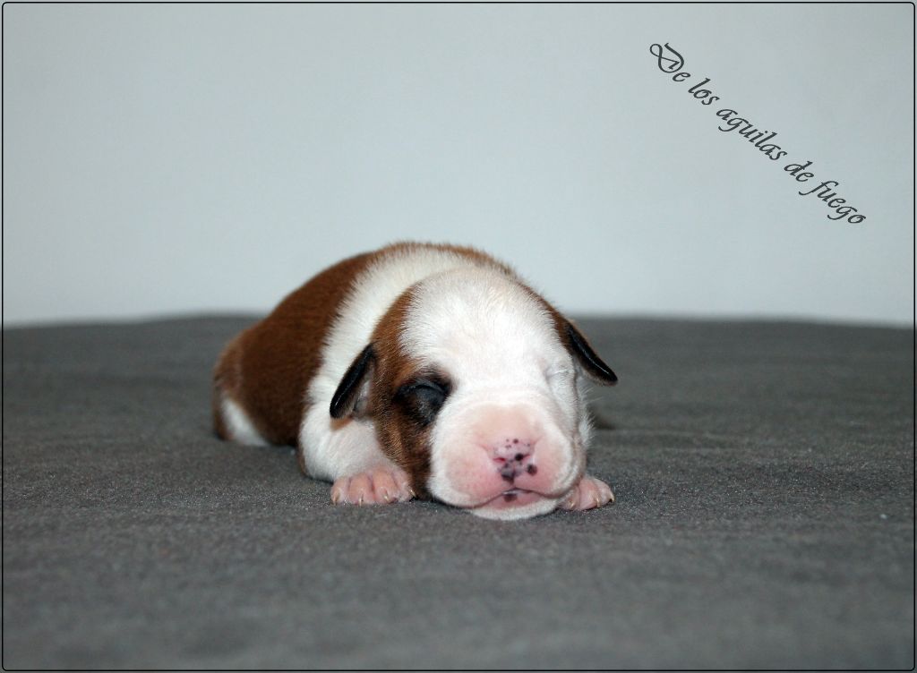 de los aguilas de fuego - Chiots disponibles - American Staffordshire Terrier