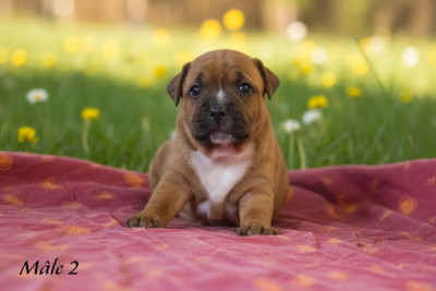 Chiot N°2