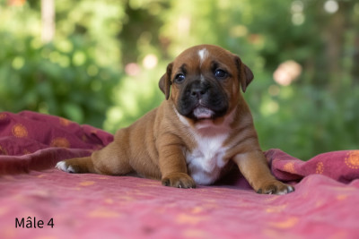 Chiot N°4