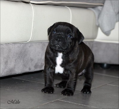 CHIOT 2