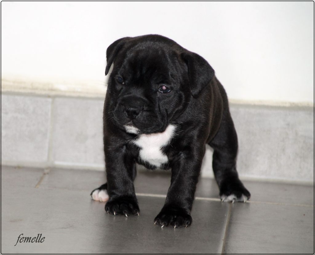 de los aguilas de fuego - Chiots disponibles - Staffordshire Bull Terrier