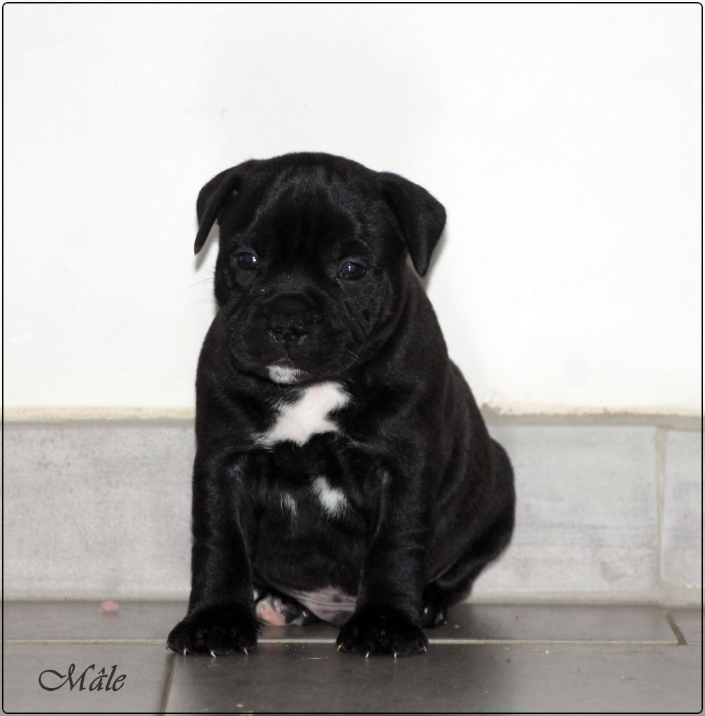 de los aguilas de fuego - Chiots disponibles - Staffordshire Bull Terrier