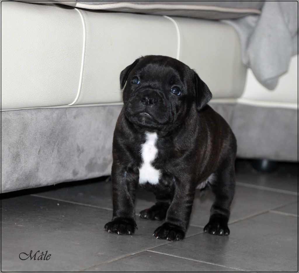 de los aguilas de fuego - Chiots disponibles - Staffordshire Bull Terrier