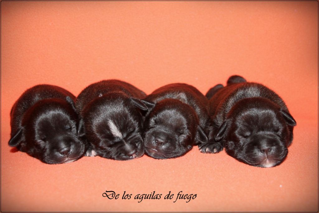 Chiot Staffordshire Bull Terrier de los aguilas de fuego